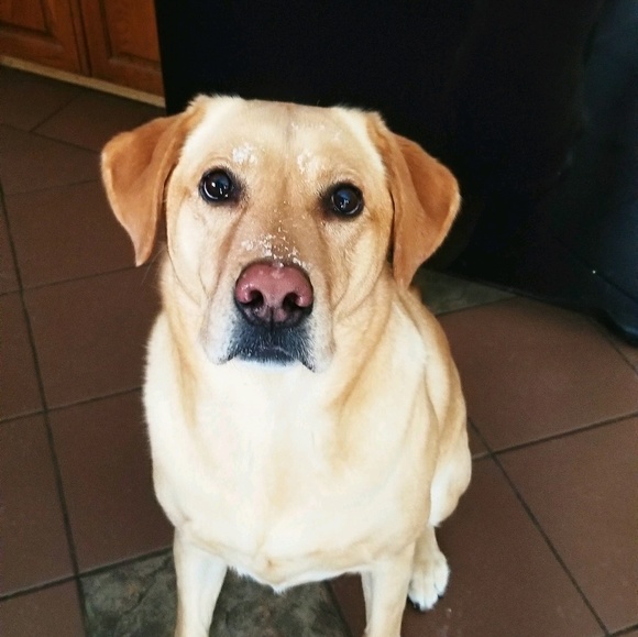 Meet your Posher, Max - Picture 1 of 1